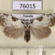 76015p Noctuidae Meganola euryochra f Uganda $9