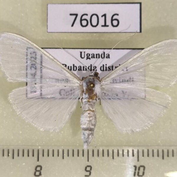 Crambidae Palpita sp. Uganda