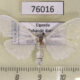 76016p Crambidae Palpita sp. Uganda $5
