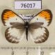 76017p Pieridae Colotis sp. evagore Uganda $8