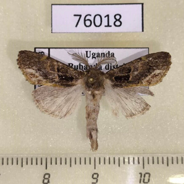 Notodontiidae Boscawenia polioplaga Uganda