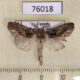 76018p Notodontiidae Boscawenia polioplaga Uganda $4