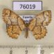 76019p Geometridae Azyx consocia f Uganda $12