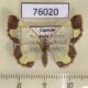 76020p Geometridae Zamarada psectra f Uganda $13