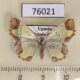 76021p Geometridae Zamarada melpomene Uganda $12