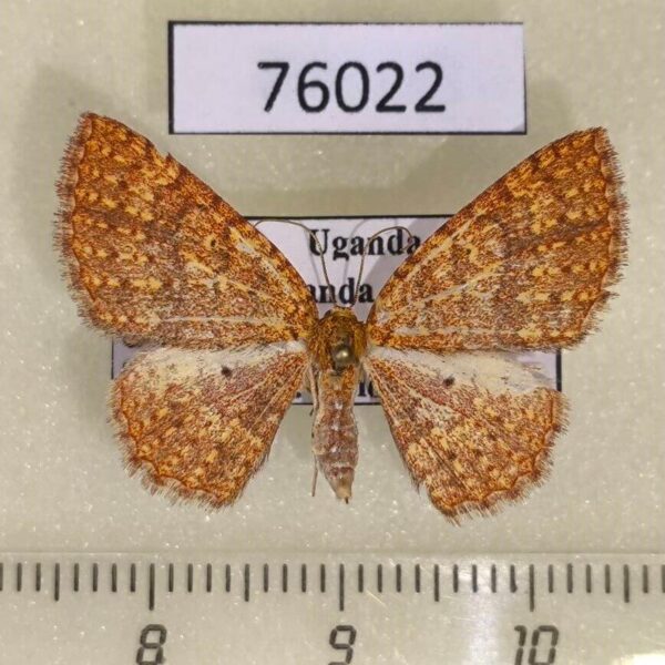 Geometridae Asthenotricha dentatissima f Uganda