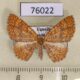 76022p Geometridae Asthenotricha dentatissima f Uganda $9