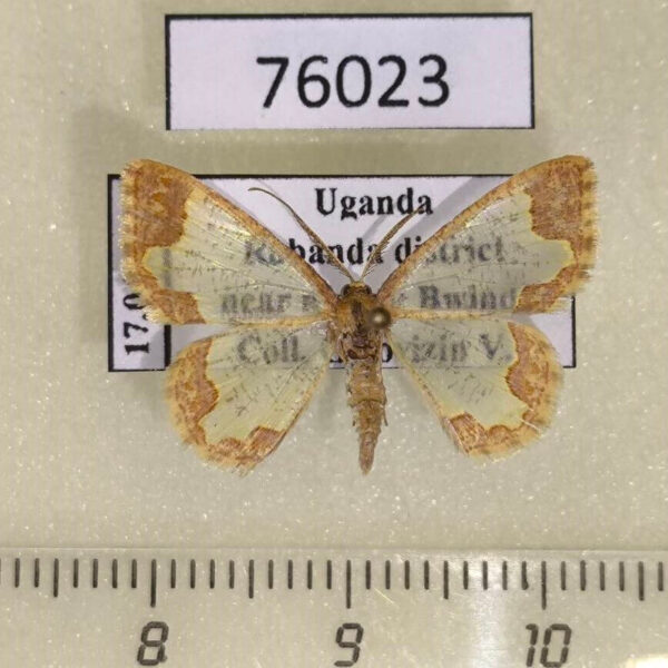 Geometridae Zamarada candelabra flexura Uganda