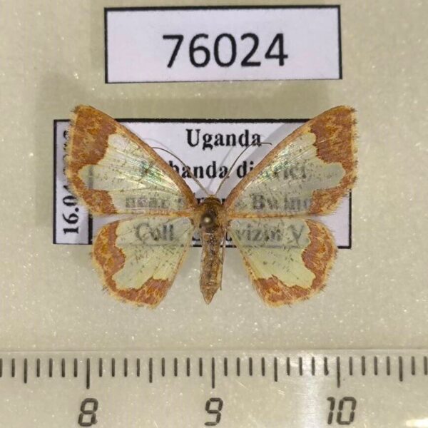 Geometridae Zamarada candelabra flexura f Uganda