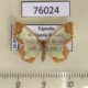 76024p Geometridae Zamarada candelabra flexura f Uganda $15