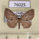 76025p Geometridae Eupithecia connexa Uganda $6