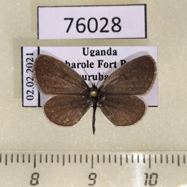 Lycaenidae Zizula hylax Uganda