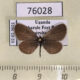 76028p Lycaenidae Zizula hylax Uganda $5