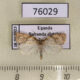 76029p Tortricidae Cornips ignoratus Uganda $5