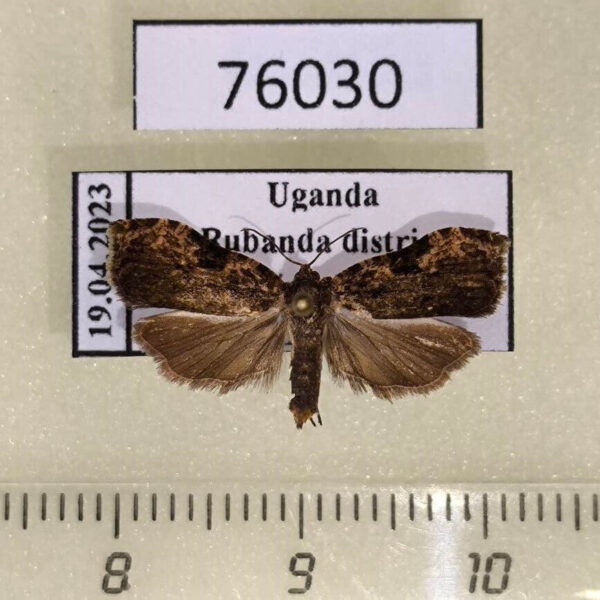 Tortricidae Eccopsis wahlbergiana Uganda