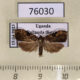 76030p Tortricidae Eccopsis wahlbergiana Uganda $6