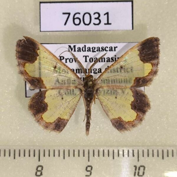 Geometridae Zamarada oxybeles Madagascar