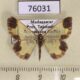 76031p Geometridae Zamarada oxybeles Madagascar $7