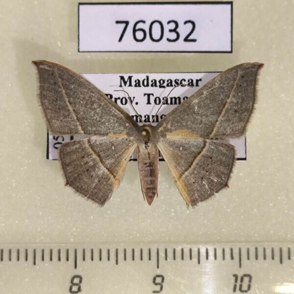 Geometridae Traminda obversata Madagascar