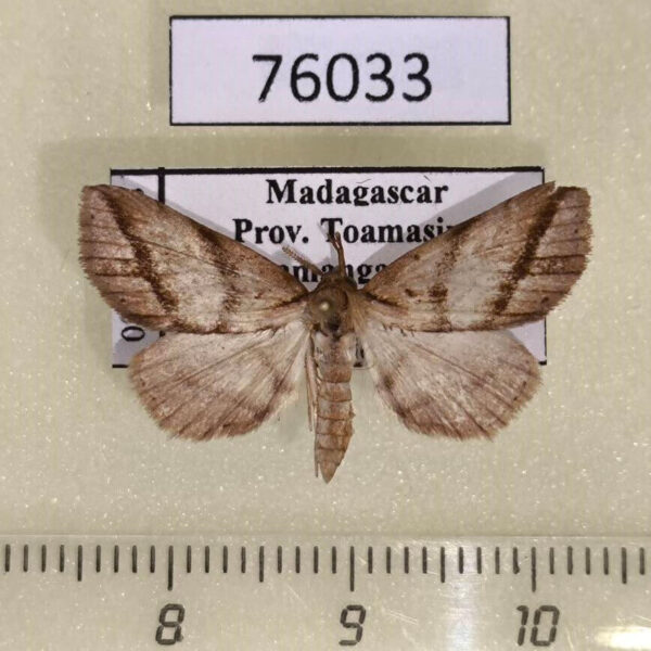 Noctuidae Pangrapta sp. Madagascar