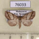 76033p Noctuidae Pangrapta sp. Madagascar $8