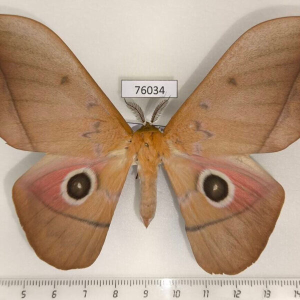 Saturniidae Lobobunaea acetes Uganda
