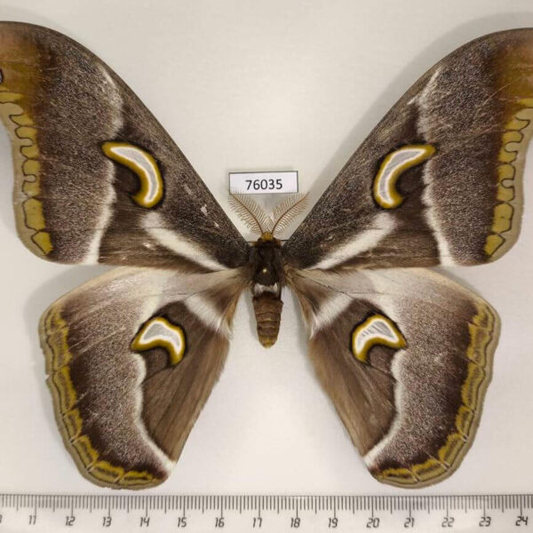 Saturniidae Epiphora ploetzi Uganda