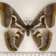 76035p Saturniidae Epiphora ploetzi Uganda $30