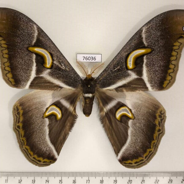 Saturniidae Epiphora ploetzi Uganda