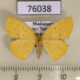 76038p Geometridae Epigynopteryx indiscretaria Madagascar $6
