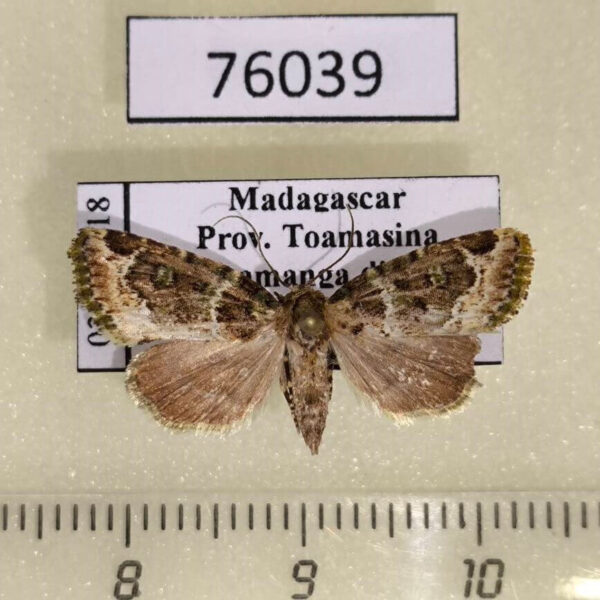 Noctuidae Microplexia viridaria Madagascar