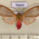 76041p Arctiidae Amerila makadara Uganda $10