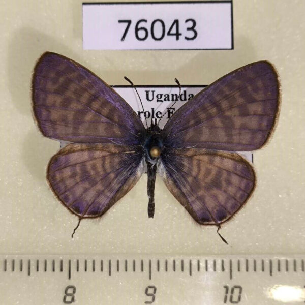 Lycaenidae Leptotes jeanneli Uganda