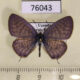 76043p Lycaenidae Leptotes jeanneli Uganda $8
