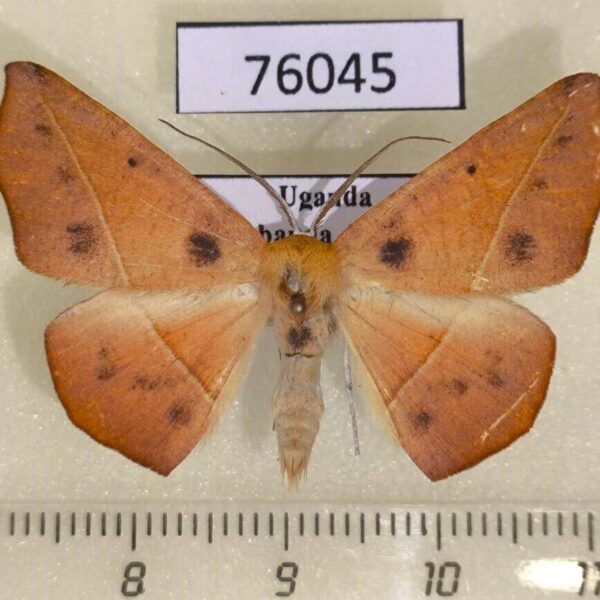 Geometridae Xanthisthisa fulva Uganda