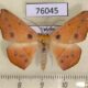 76045p Geometridae Xanthisthisa fulva Uganda $7