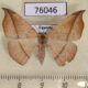 76046p Geometridae Xanthisthisa extrema f Uganda $6