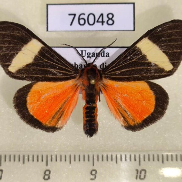 Arctiidae Neuroxena ansorgei Uganda