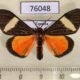 76048p Arctiidae Neuroxena ansorgei Uganda $20