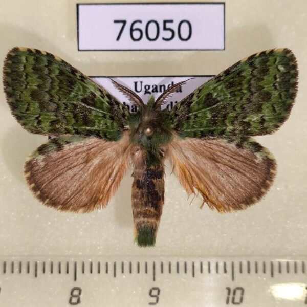 Notodontiidae Desmeocraera ankolea Uganda