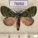 76050p Notodontiidae Desmeocraera ankolea Uganda $7