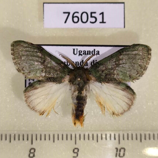 Notodontiidae Enomotarcha sp. Uganda