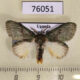 76051p Notodontiidae Enomotarcha sp. Uganda $7
