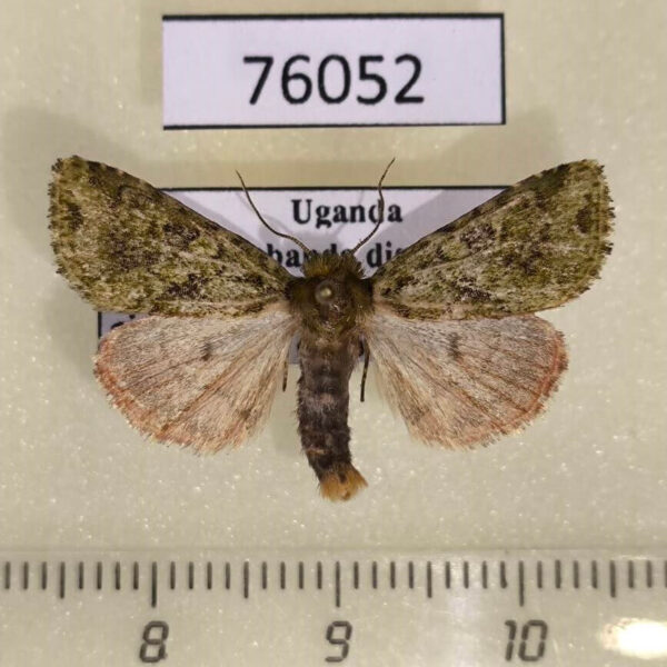 Noctuidae Nyodes panconita Uganda