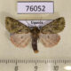 76052p Noctuidae Nyodes panconita Uganda $7