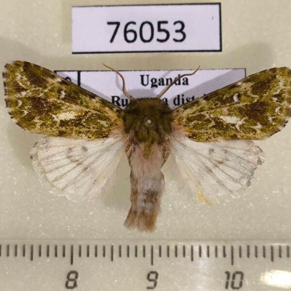 Noctuidae Nyodes rangeri Uganda