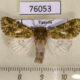 76053p Noctuidae Nyodes rangeri Uganda $10