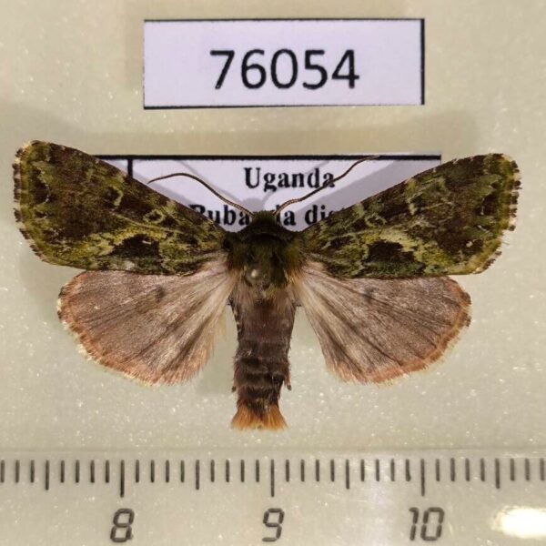Noctuidae Nyodes suppurifera Uganda