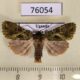 76054p Noctuidae Nyodes suppurifera Uganda $10