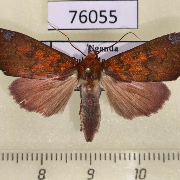 Noctuidae Anomis elegans Uganda